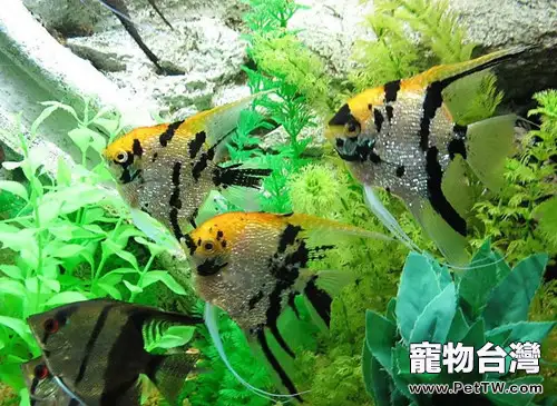 鈣元素在水族中的重要性