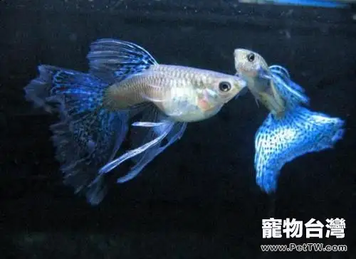 適合新手飼養的小型觀賞魚種類