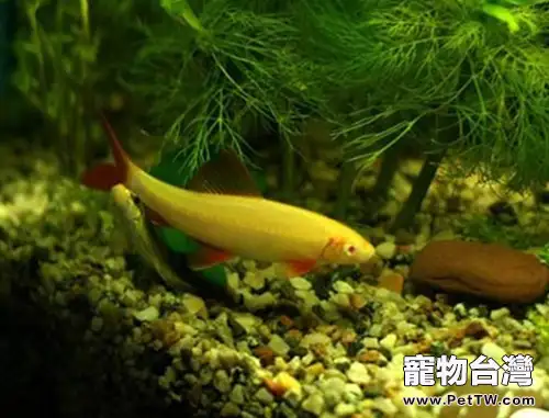 適合新手飼養的小型觀賞魚種類