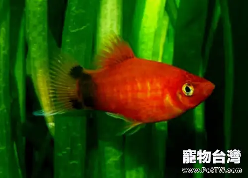 適合新手飼養的小型觀賞魚種類