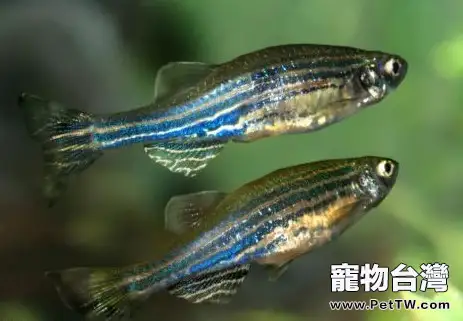 適合新手飼養的小型觀賞魚種類