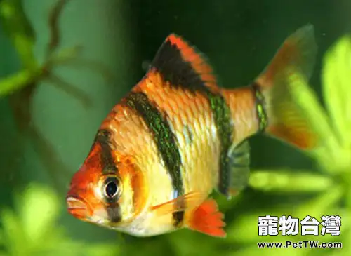 適合新手飼養的小型觀賞魚種類