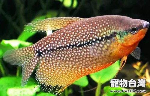 適合新手飼養的小型觀賞魚種類