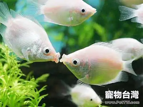 適合新手飼養的小型觀賞魚種類