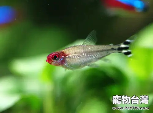 適合新手飼養的小型觀賞魚種類