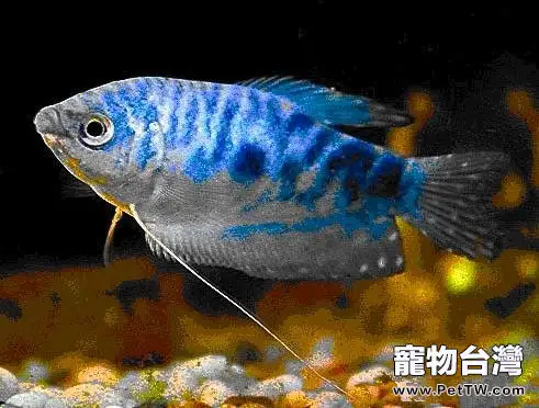 適合新手飼養的小型觀賞魚種類