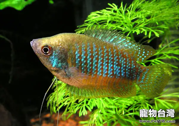 適合新手飼養的小型觀賞魚種類