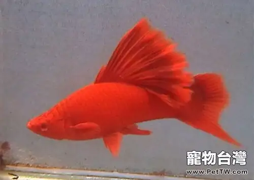 適合新手飼養的小型觀賞魚種類