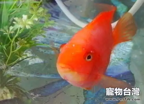 鸚鵡魚（血鸚鵡魚 財神魚）養殖時如何保持其體色