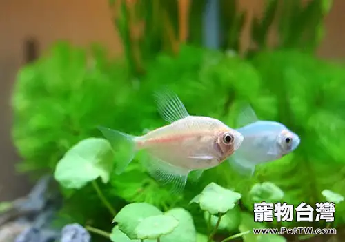 家庭觀賞魚養殖方法(1圖)-寵物台灣