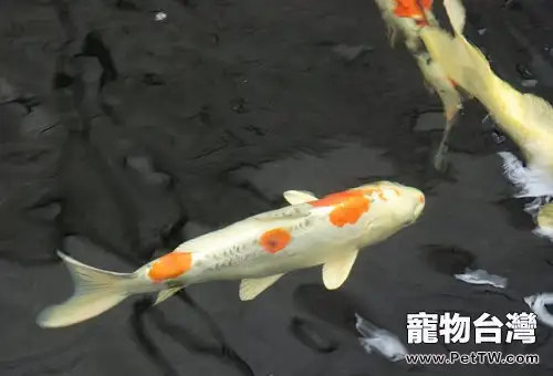 飼養日本錦鯉的日常注意事項