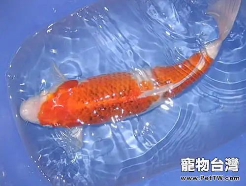 衣錦鯉的種類介紹(1圖)-寵物台灣