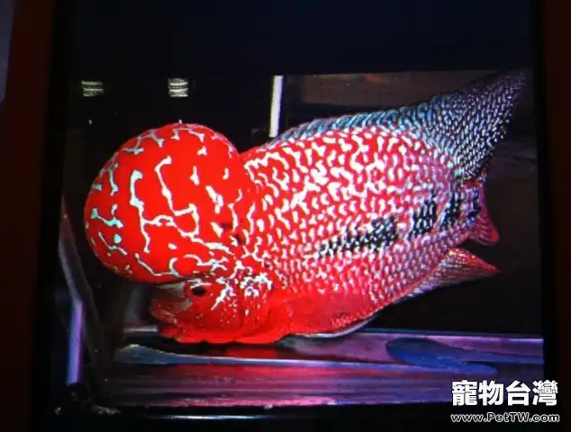 選購花羅漢時的注意事項(1圖)-寵物台灣