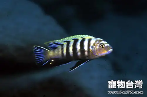 馬拉維慈鯛的腹水症狀及防治(1圖)-寵物台灣