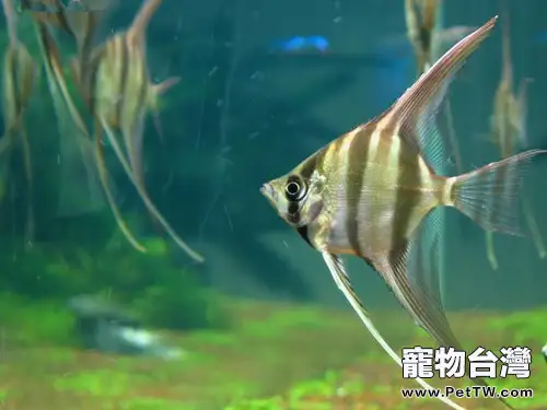 埃及神仙魚的五大飼養要點