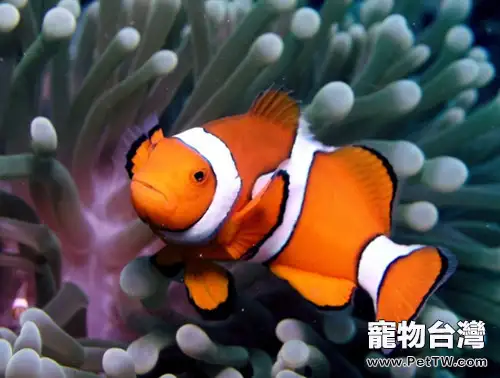 小丑魚的六大細菌性疾病(1圖)-寵物台灣
