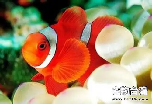 如何飼養雙帶小丑魚