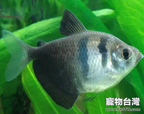 夏季為魚缸降溫的幾種方法