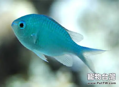 觀賞魚夏季缺氧原因解析