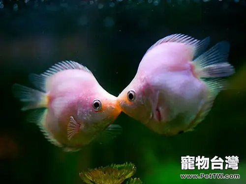 接吻魚應該怎麼養