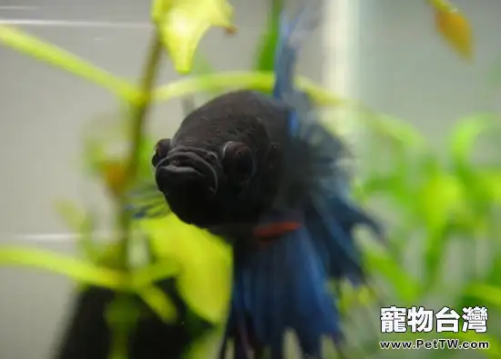 如何正確飼養泰國斗魚(1圖)-寵物台灣