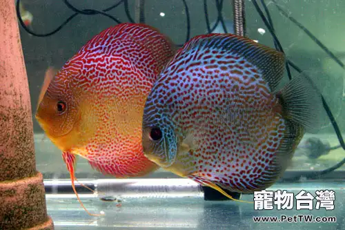 七彩神仙魚的六種刺激繁殖法