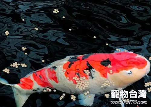錦鯉適宜生長的水質酸鹼度(1圖)-寵物台灣