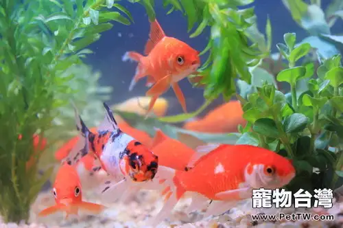 金魚安全度夏六要點