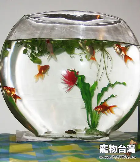 水族器材有關名詞的註釋(1圖)-寵物台灣