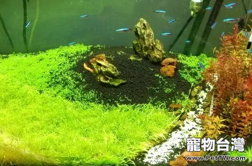 如何正確使用水草營養劑