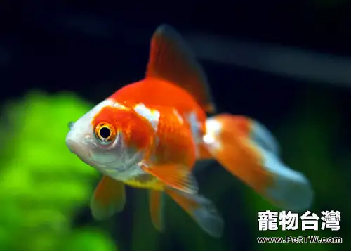 金魚飼養條件之含氧量(1圖)-寵物台灣