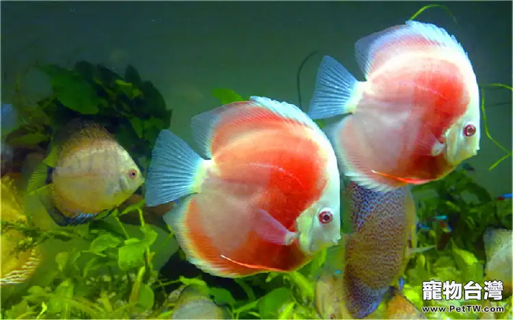 判斷七彩神仙魚健康的七個要點(1圖)-寵物台灣