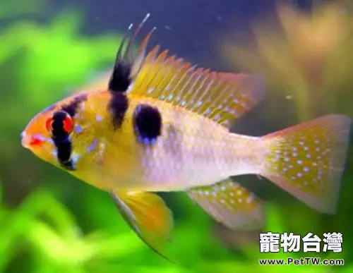 荷蘭鳳凰魚的繁殖要點(1圖)-寵物台灣