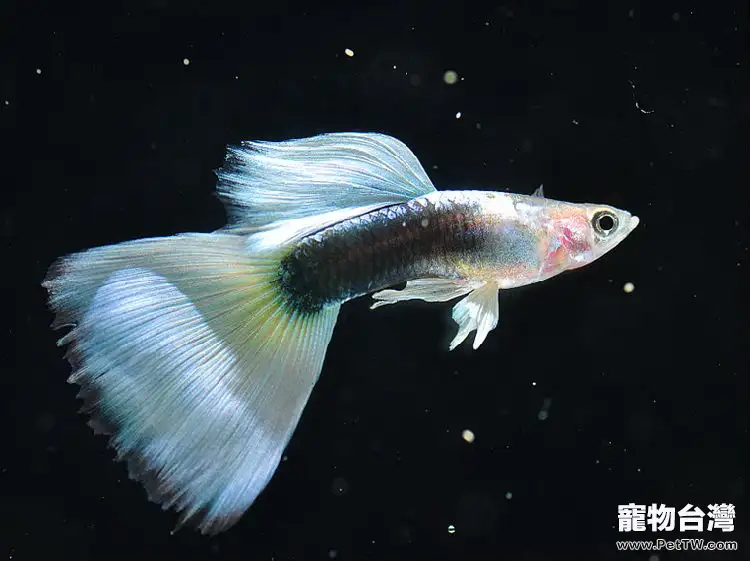 春夏交替時節孔雀魚的飼養要點(1圖)-寵物台灣
