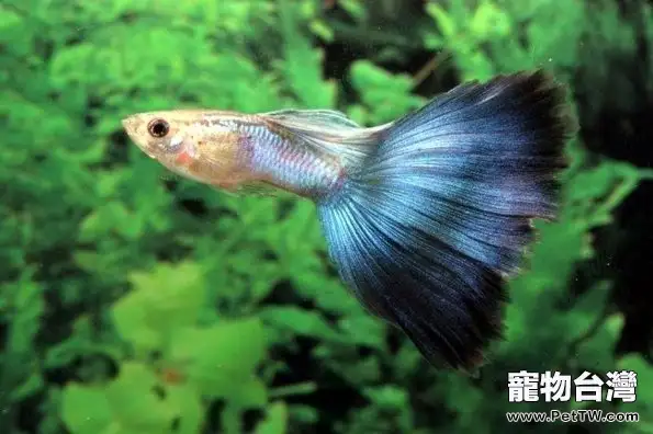 孔雀魚有寄生蟲怎麼辦(1圖)-寵物台灣