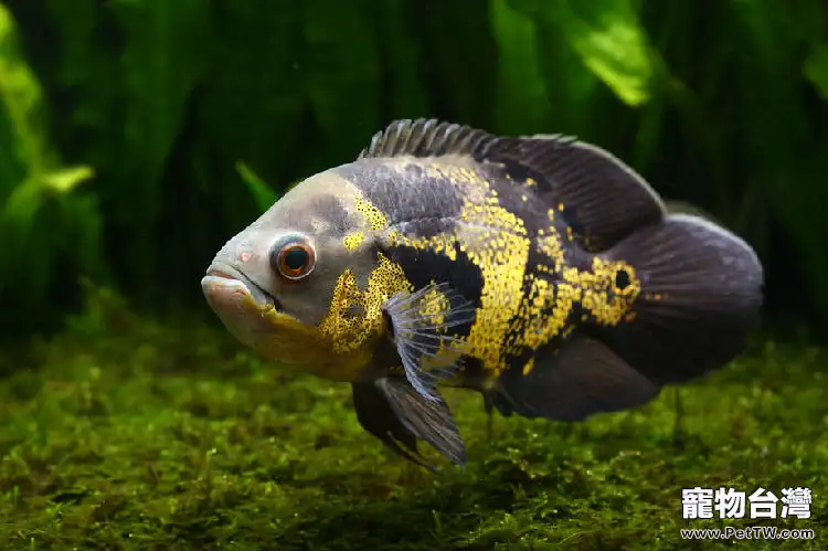 水族箱滴流盒降噪的方法(1圖)-寵物台灣
