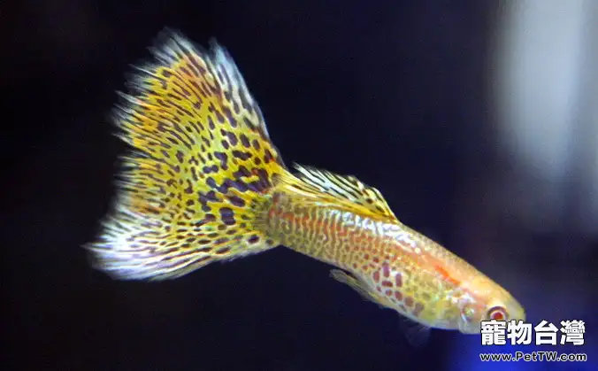 孔雀魚尾巴開叉原因(1圖)-寵物台灣