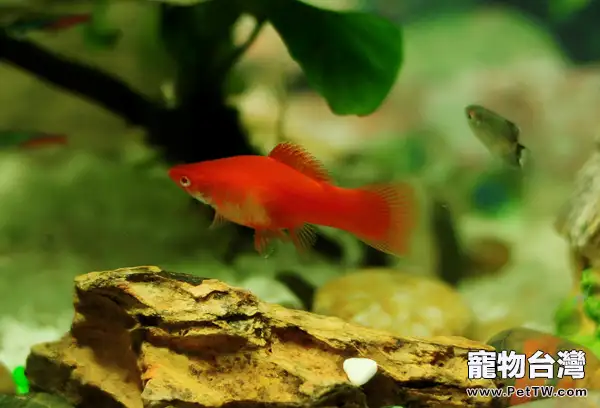二氧化氯在水族箱中的作用(1圖)-寵物台灣