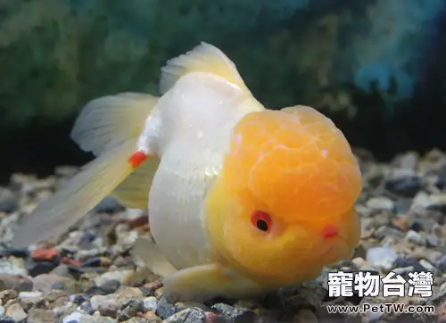 從魚鰭和體色挑選金魚