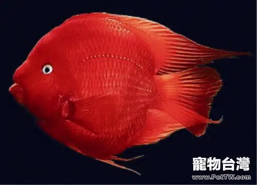 鸚鵡魚（血鸚鵡魚 財神魚）爛嘴病的症狀及治療