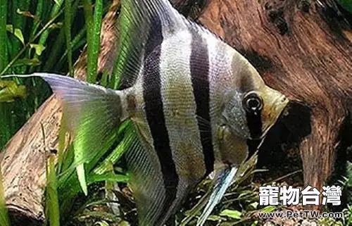 埃及神仙魚的品種簡介