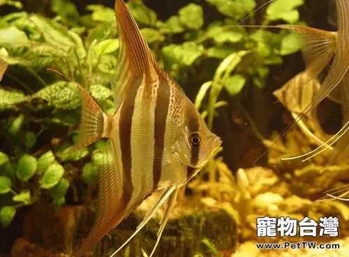 埃及神仙魚的形態特徵