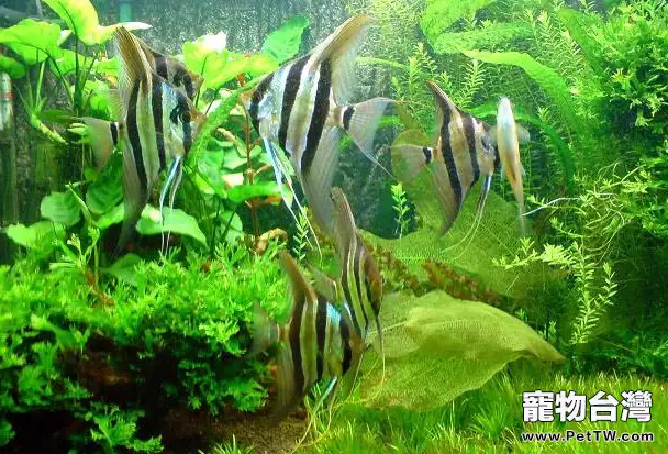 埃及觀賞魚的飼養要點(1圖)-寵物台灣