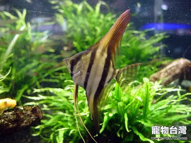 埃及神仙魚的生活環境簡介(1圖)-寵物台灣