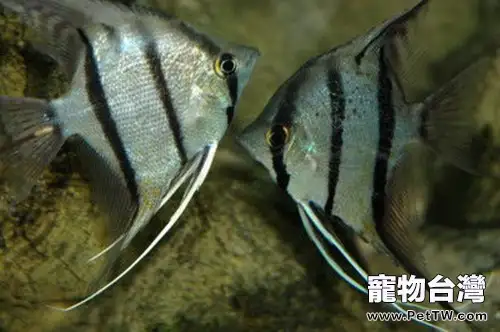 埃及神仙魚的餵食技巧(1圖)-寵物台灣