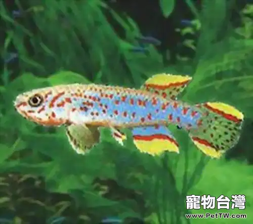 愛琴魚的品種簡介