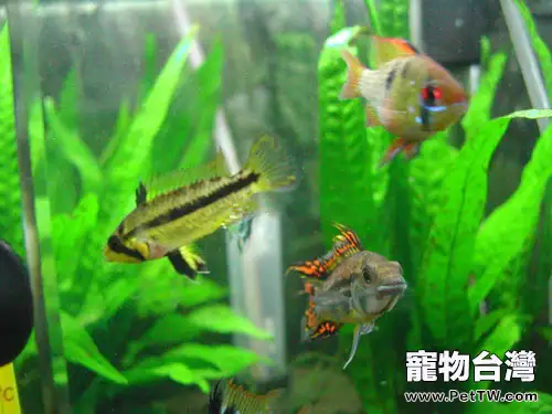 愛琴魚形態特徵簡介(1圖)-寵物台灣