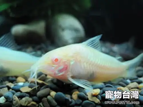 白鼠魚的品種簡介