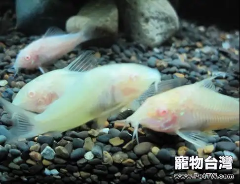 白鼠魚飼養環境要求