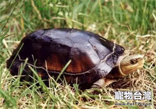 百色閉殼龜的養護要點